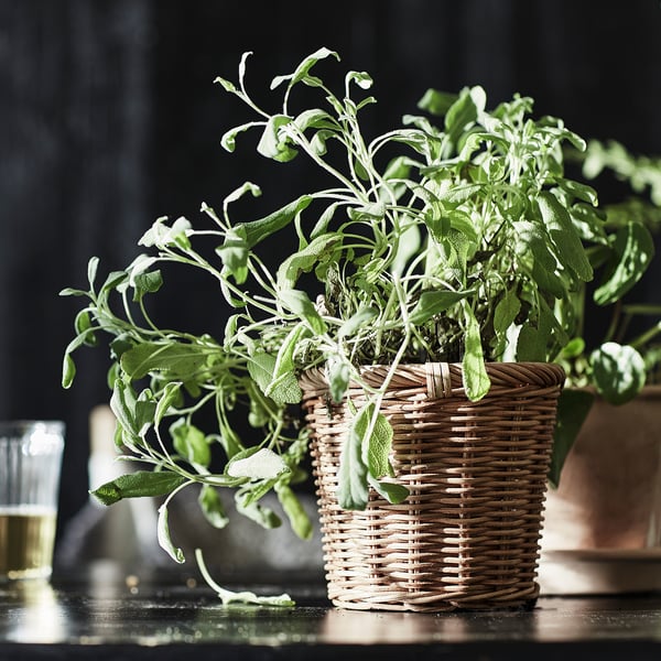 Wicker basket with green plants.