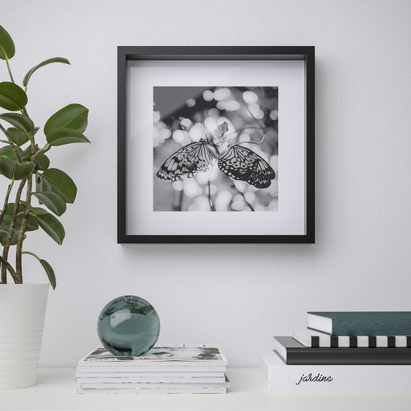 Framed butterfly on white wall, books, plant below.