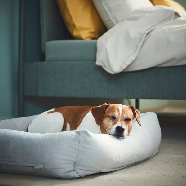 Small dog sleeps in white UTSÅDD bed before green couch.