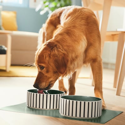 Golden retriever eating from striped pet bowls on a mat; bowls are large and robust, made of stoneware.