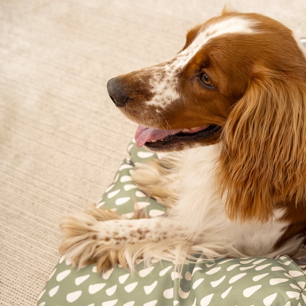 A dog lying on a green polka-dot cushion, relaxing on a couch.