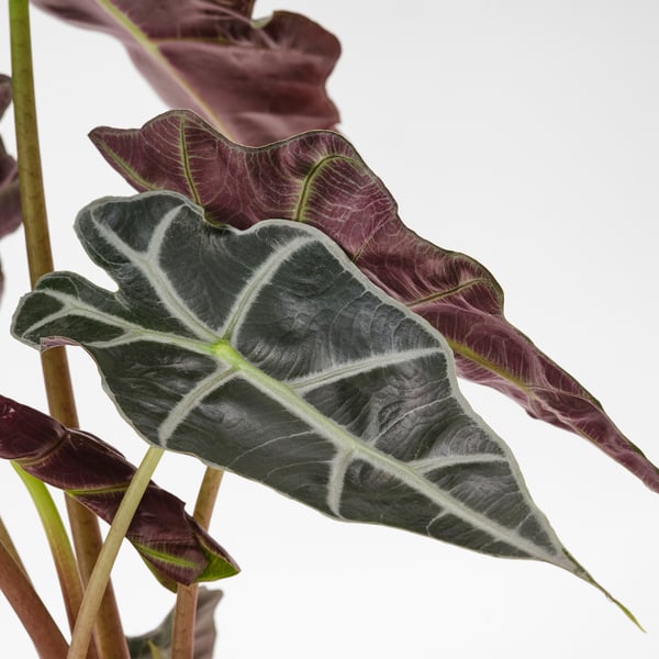 Large, vibrant plant with dark green and white patterned leaves stacked together, set against a light background. High-quality, healthy foliage.