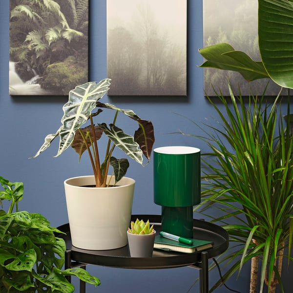 Dark blue wall with two nature photos. A black table holds an alocasia, succulent, lamp, notebook, and pen, surrounded by green plants.