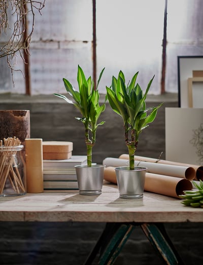 Two green plants in metal pots on a wooden table with art supplies.