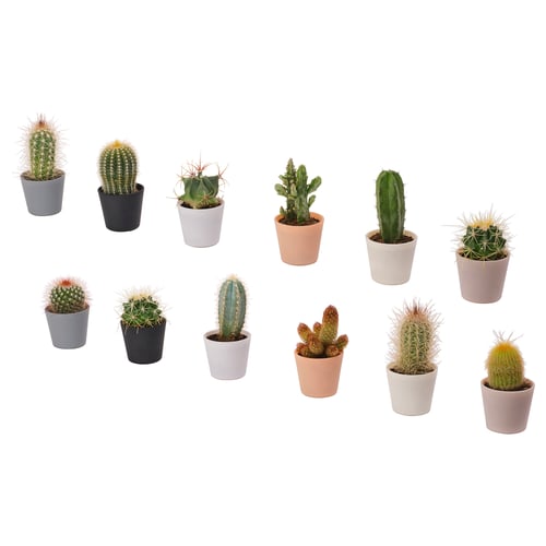 Collection of cacti in various pots. Different shapes, shades of green, and colours. Sturdy, low-maintenance, and visually appealing.