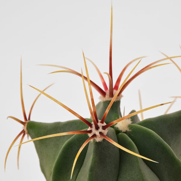 CACTACEAE Plant with pot, cactus/assorted species plants, 2 ¼ "