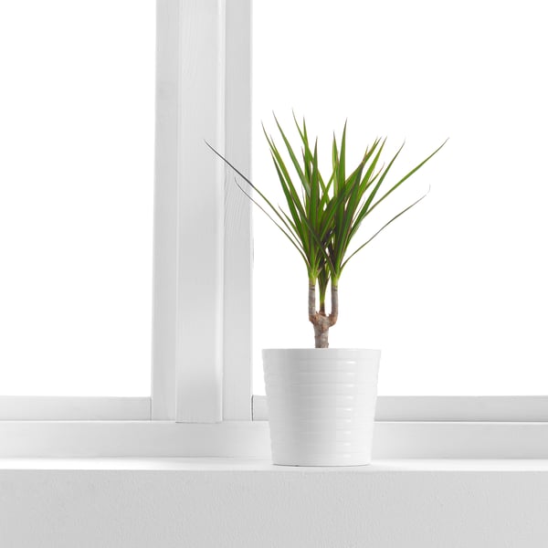 Potted dracaena plant by window, long green leaves.