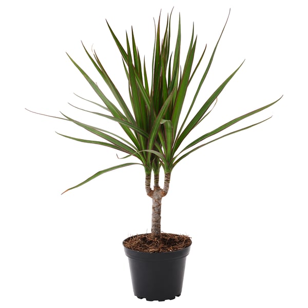 Potted dracaena plant, bright green leaves with red edges, in black plastic container.
