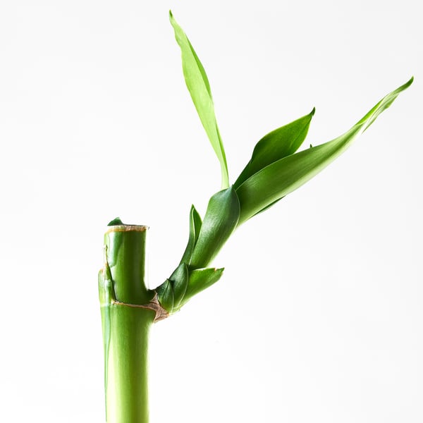 A healthy green DRACAENA plant stem with vibrant leaves.