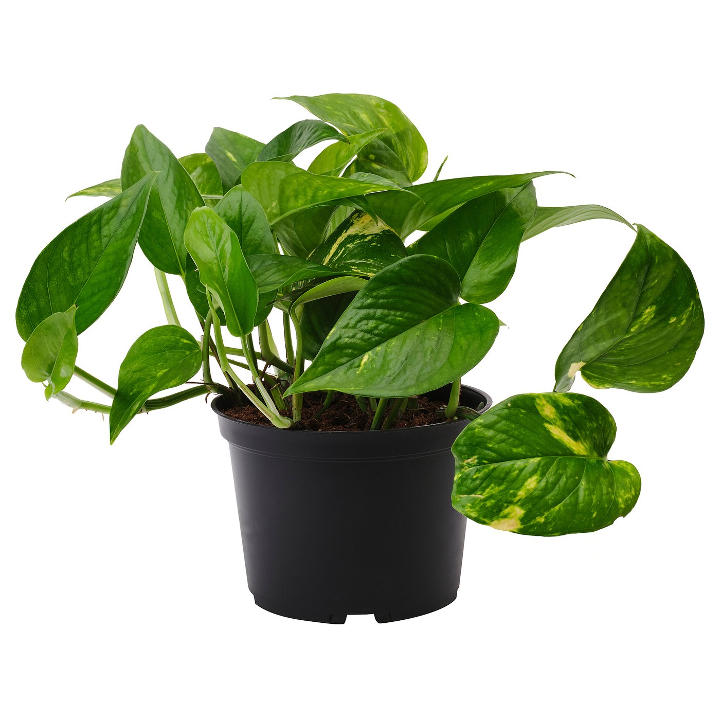 EPIPREMNUM Potted plant, Golden Pothos, 6 "