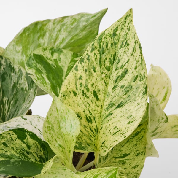 EPIPREMNUM Potted plant, 6 "