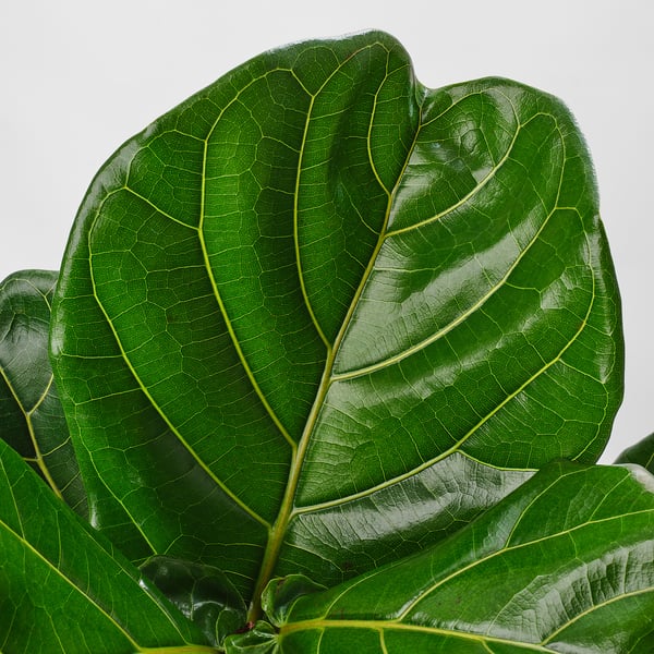 FICUS LYRATA Potted plant, fiddle-leaf fig, 12 "