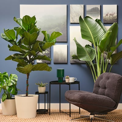 FICUS LYRATA Potted plant, fiddle-leaf fig, 12 "