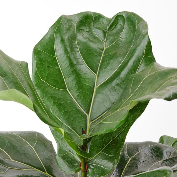 Large, healthy green leaves with prominent veins. Plant stretches upwards in elegant growth, illuminated by soft light.