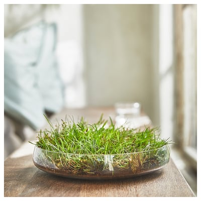 Potted plant in glass bowl by window, sunlight streaming in.
