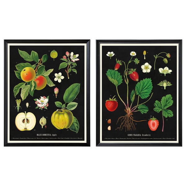 KNOPPÄNG picture set: botanical prints, fruits, black frame. Decorative apple and strawberry artwork.