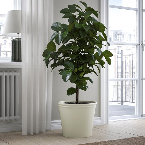Rubber plant by window.