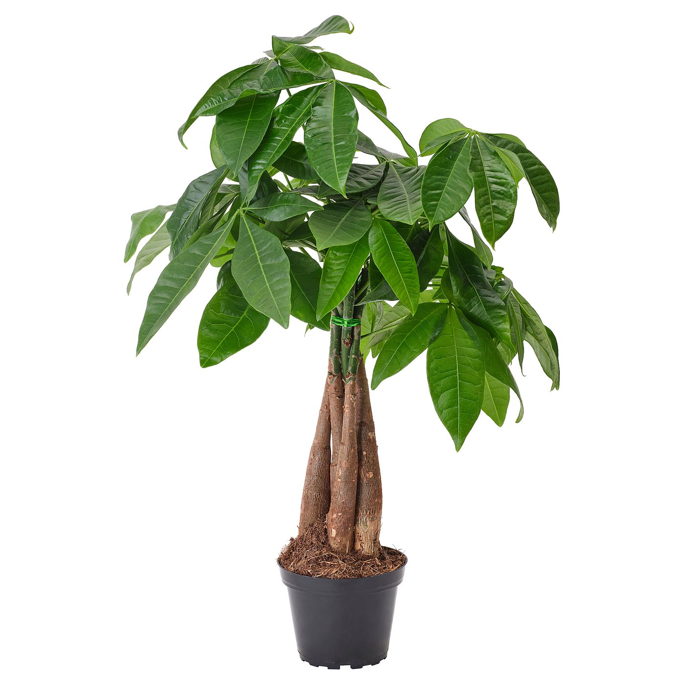 PACHIRA AQUATICA Potted plant, Guinea chestnut, 4 "