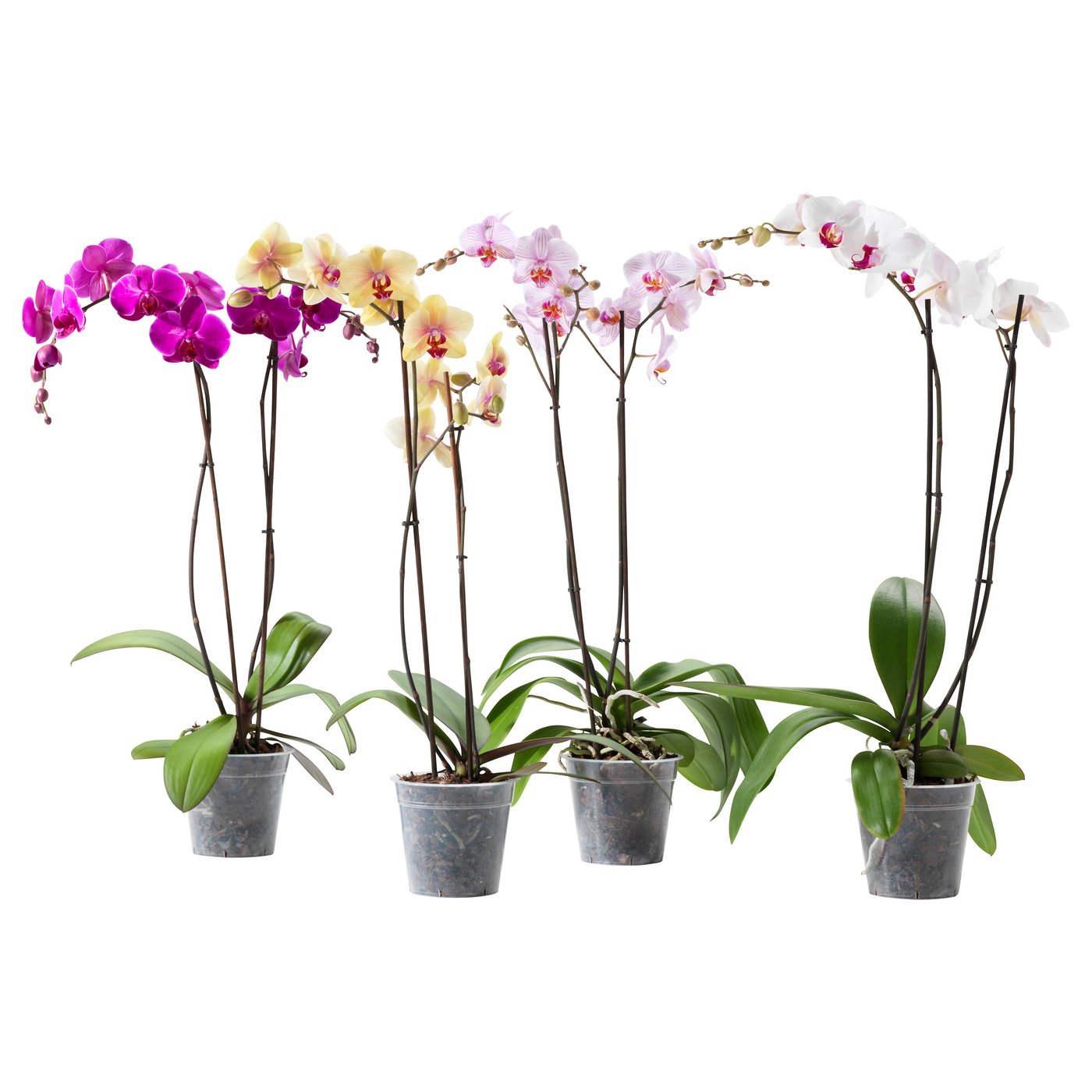 Four potted orchids in plastic pots, vibrant and blooming, arranged in a row.