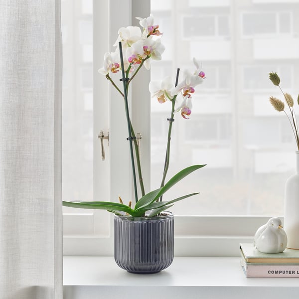 Vase on a window sill with a blooming plant, next to decorative items and a book.
