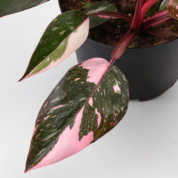PHILODENDRON Potted plant, Philodendron pink, 6 "