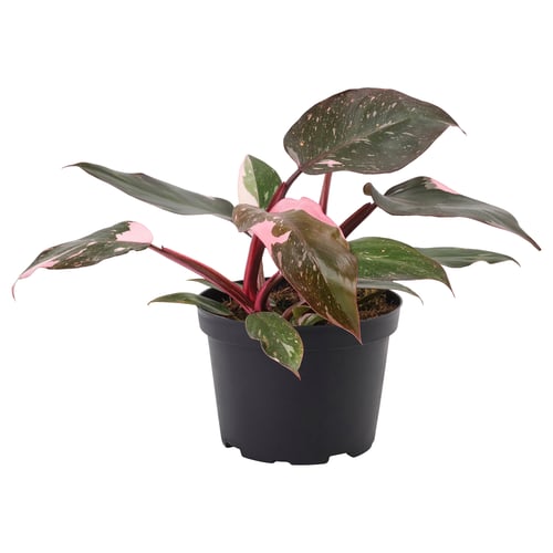 PHILODENDRON Potted plant, Philodendron pink, 6 "
