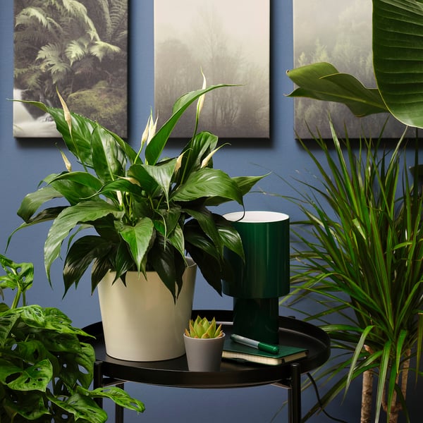 Large green plant, SPATHIPHYLLUM, sits prominently on a table with a lamp and small succulent. Dark background with art pictures.