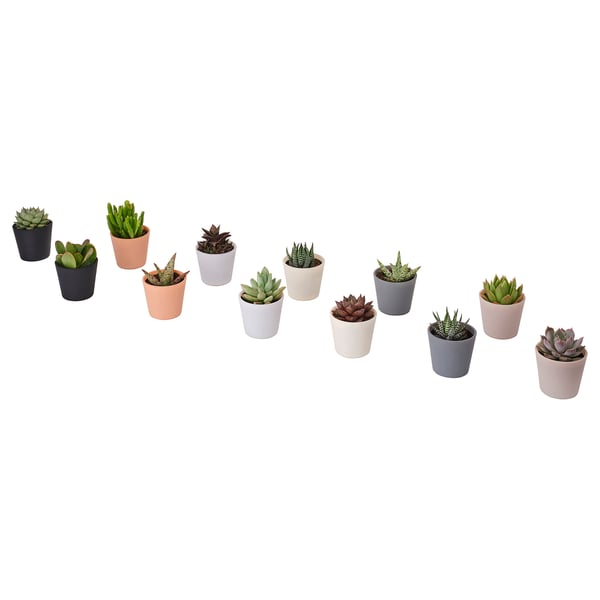 Eleven small SUCCULENTs in various pastel pots, each uniquely shaped, arranged in a line.