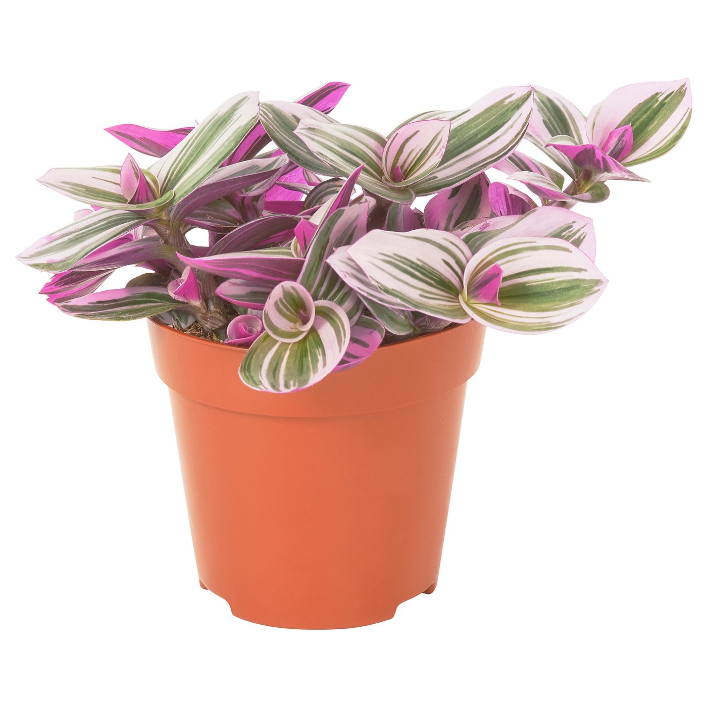 Potted pink and green striped TRADESCANTIA in orange plastic pot.