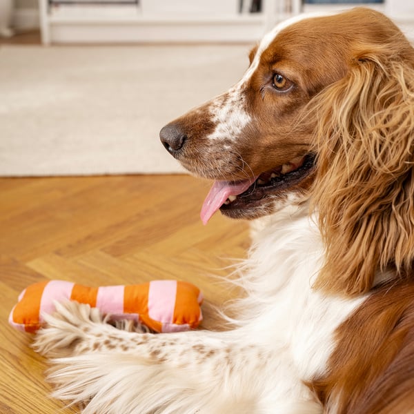 Dog playing with striped toy on wooden floor, tongue out, enjoying interactive toy.