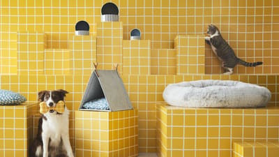 Accesorios para mascota