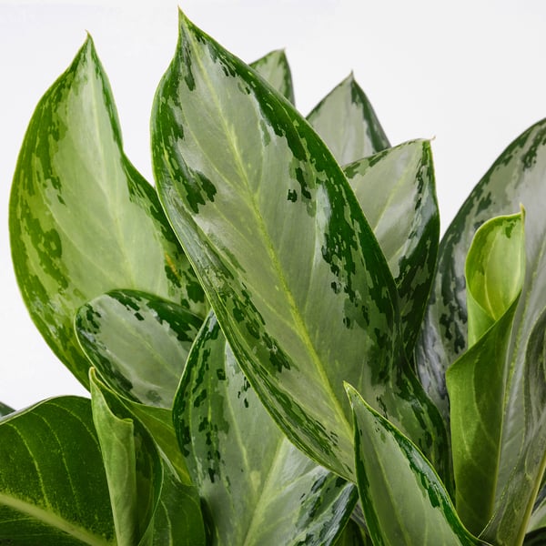 AGLAONEMA Planta en maceta, Aglaonema, 9 "