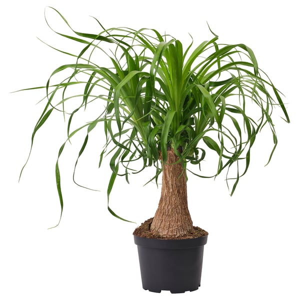 BEAUCARNEA RECURVATA Planta en maceta, beaucarnea, 6 "