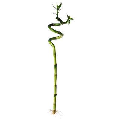 DRACAENA Planta, bambú lucky/espiral, 18 "