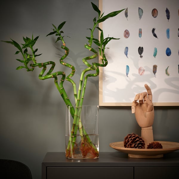 DRACAENA Planta, bambú lucky/espiral, 18 "