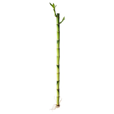 DRACAENA Planta, bambú lucky, 18 "