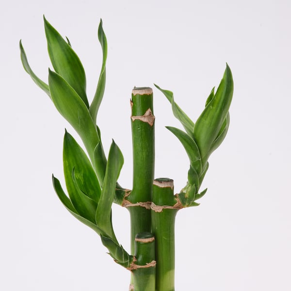 DRACAENA Planta con maceta, bambú lucky, 2 ½ "