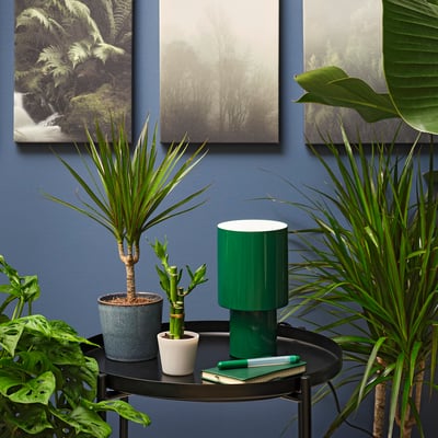 DRACAENA Planta con maceta, bambú lucky, 2 ½ "