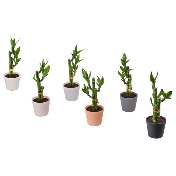 DRACAENA Planta con maceta, bambú lucky, 2 ½ "