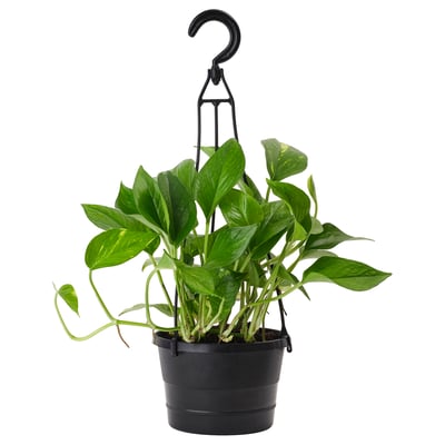 EPIPREMNUM Planta colgante, pothos, 6 "