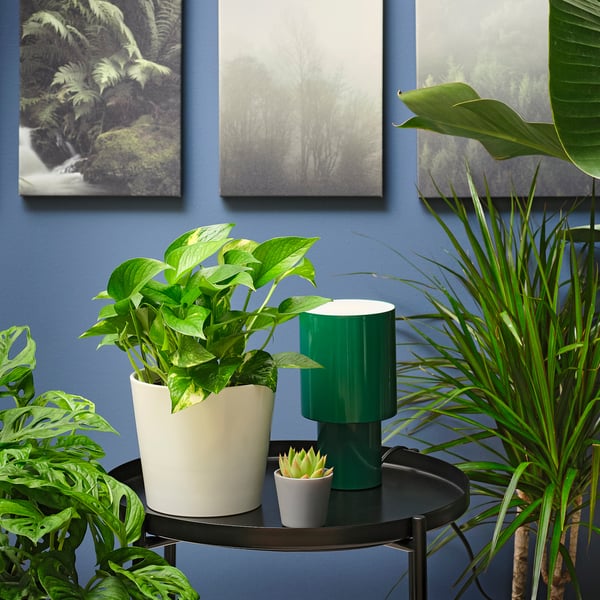 EPIPREMNUM Planta colgante, pothos, 6 "