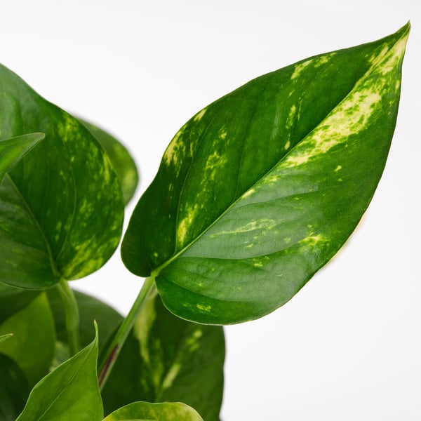 EPIPREMNUM Planta colgante, pothos, 6 "