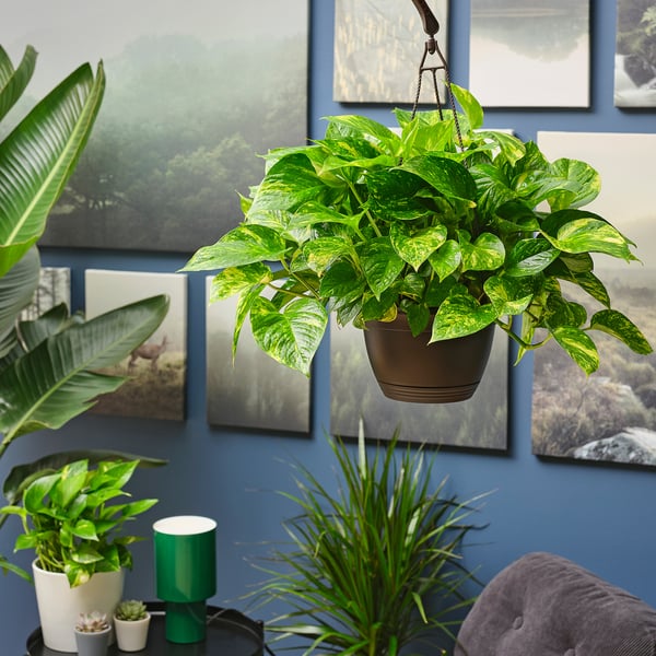 EPIPREMNUM Planta colgante, varias plantas pothos, 8 "