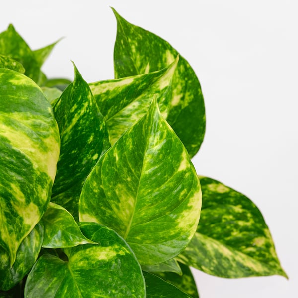 EPIPREMNUM Planta colgante, varias plantas pothos, 8 "