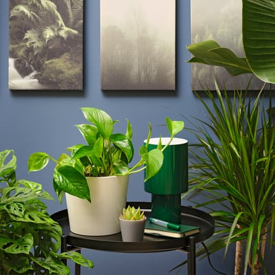 EPIPREMNUM Planta en maceta, pothos, 6 "