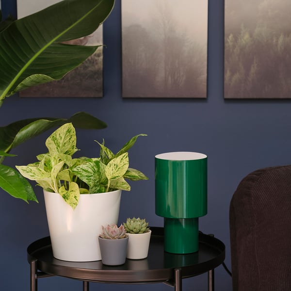 EPIPREMNUM Planta en maceta, 6 "