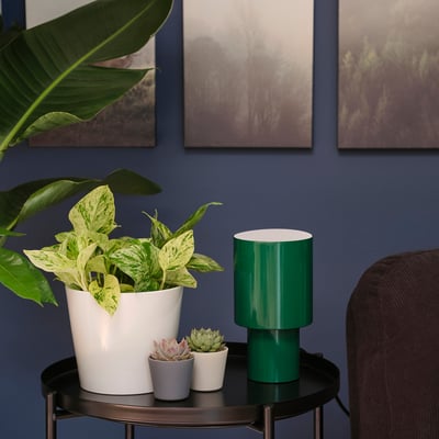 EPIPREMNUM Planta en maceta, 6 "