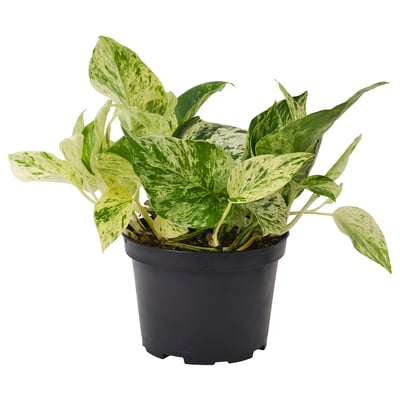 EPIPREMNUM Planta en maceta, 6 "