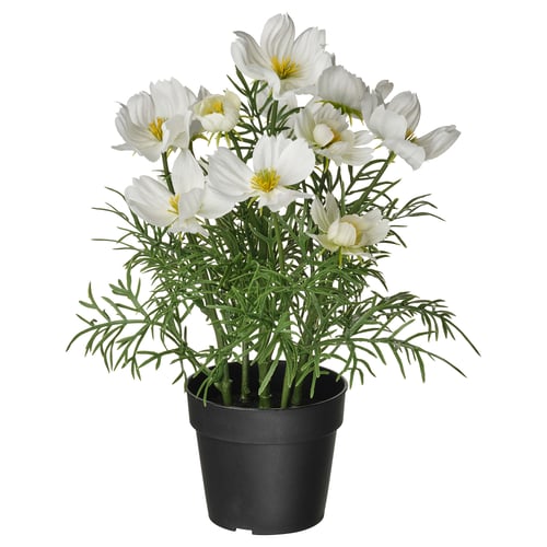 FEJKA Planta artificial en maceta, interior/exterior/cosmos blanco, 3 ½ "