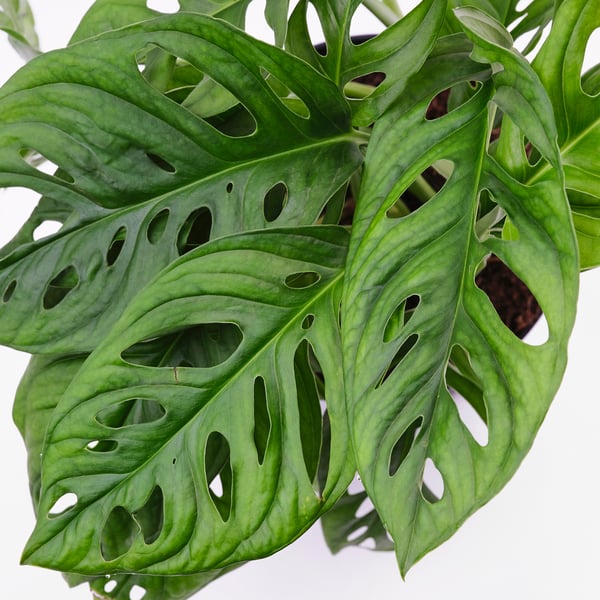 MONSTERA ADANSONII Planta en maceta, monstera de Adanson, 6 "